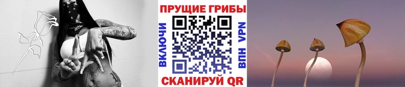 Купить  Сясьстрой  Галлюциногенные грибы Cubensis 